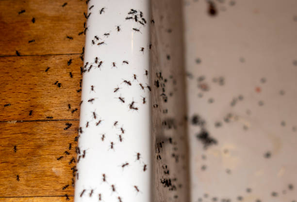 Best Cockroach Control Services  in Weston, WV
